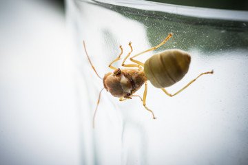 Weaver ant queen on glass.