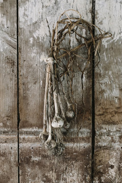Garlic Harvest Drying in Barn