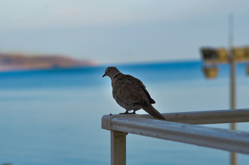 Pigeon posed on the corner of the railing
