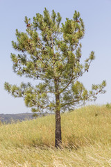 Pine tree in the middle of plantation in potuguese farm