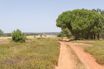 Trail in farms with plantation an pine trees