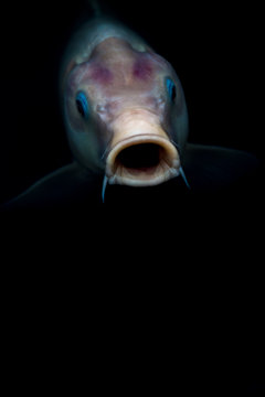 Carp