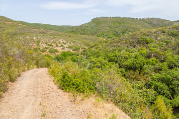 Trail in a mountain with forest and vegetation