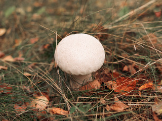Lycoperdon