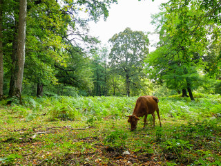 Naklejka premium Cow in a Forest - Georgia 