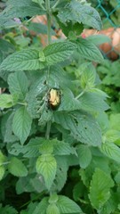 Leaf beatle on leaf of melissa