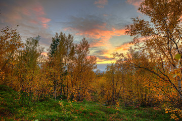 Fototapeta premium Autumn landscape.Bright sunset in the autumn forest