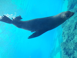 Obraz premium Animals