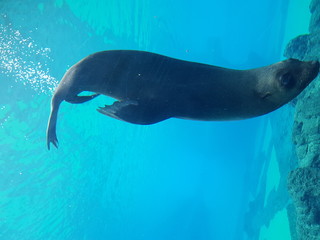 Animals