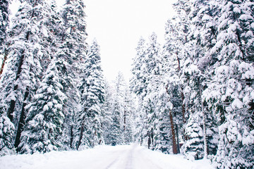 A snow covered highway en route to the mountains.