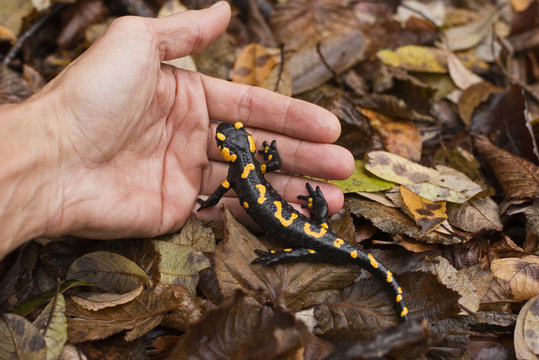 Salamander (Salamandra salamandra)