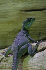 Naklejka premium Basiliski, or basilisk (Latin Basiliscus) - a genus of lizards from the family Corytophanidae.