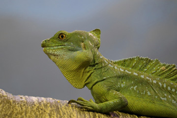 Basiliski, or basilisk (Latin Basiliscus) - a genus of lizards from the family Corytophanidae.