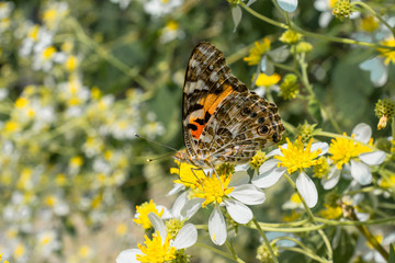 La mariposa está comiendo de las flores.