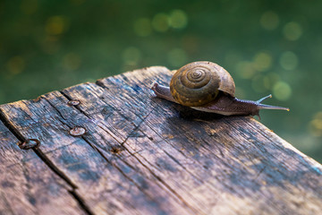 Little snail on wooden table