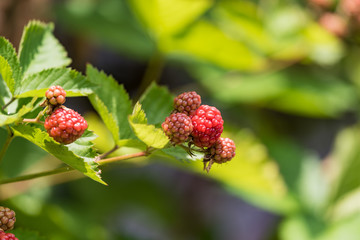 熟れ始めのブラックベリーの実