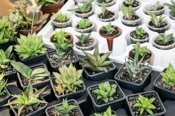Various types of succulent plant pot - echeveria, sempervivum, flowering plants for trade, sale. Many miniature succulent plants in round and square pots. Cactus succulents in a planter