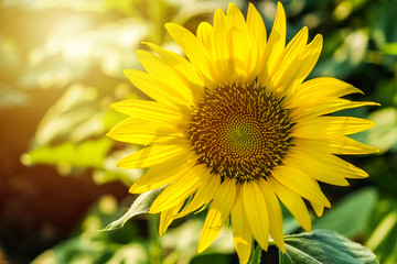 Fototapeta premium The sunflower gardan