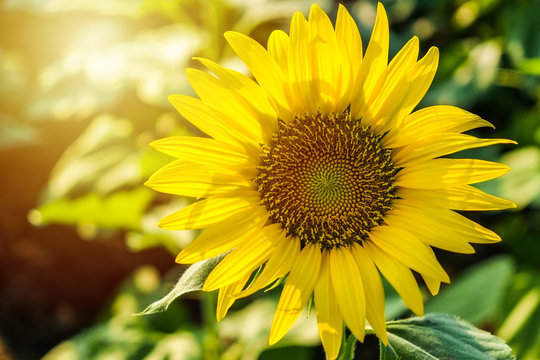 The sunflower gardan