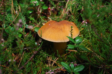 Suillus variegatus (velvet bolete or variegated bolete) grow in the forest.