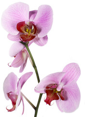 Fototapeta na wymiar Orchid bloom
