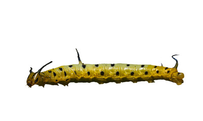 Isolated caterpillar of common maplet butterfly on white