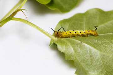 Caterpillar of common maplet butterfly hanging on leaf of host plant