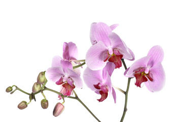 Naklejka na ściany i meble Orchid bloom
