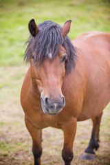 Fototapeta premium Horse on a pasture on the meadow in the countryside
