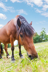Horse on a pasture on the meadow in the countryside