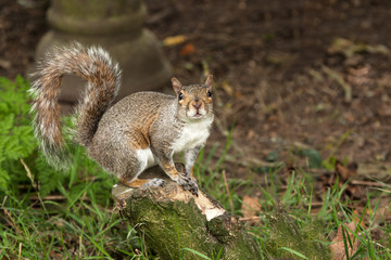 Squirrel on a log
