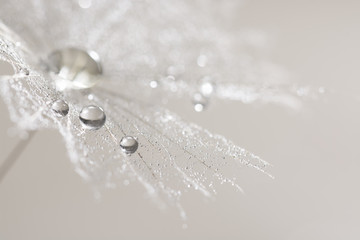 Fototapeta Macro of dandelion with silver drops of dew. Selective focus obraz