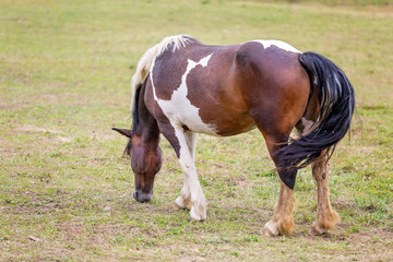 Fototapeta premium Horse on a pasture on the meadow in the countryside