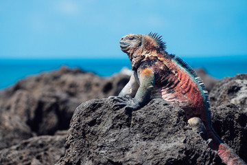 Galapagos Marine Iguana