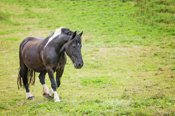 Naklejka na ściany i meble Horse on a pasture on the meadow in the countryside