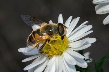 blossom white flower with bee in the garden in springtime summer with sun shine