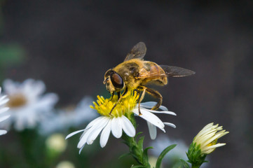 blossom white flower with bee in the garden in springtime summer with sun shine