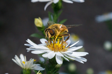 blossom white flower with bee in the garden in springtime summer with sun shine
