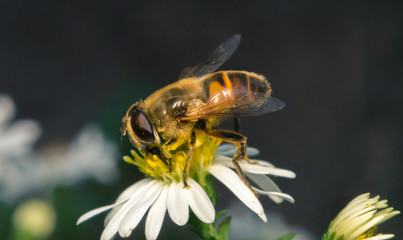 blossom white flower with bee in the garden in springtime summer with sun shine