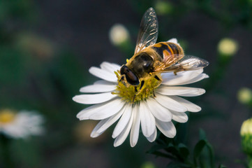 blossom white flower with bee in the garden in springtime summer with sun shine