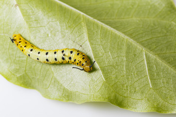 Caterpillar of common maplet butterfly hanging on leaf of host plant