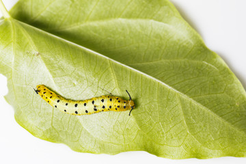 Caterpillar of common maplet butterfly hanging on leaf of host plant