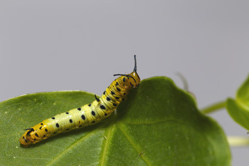 Caterpillar of common maplet butterfly hanging on leaf of host plant