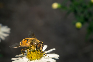 blossom white flower with bee in the garden in springtime summer with sun shine