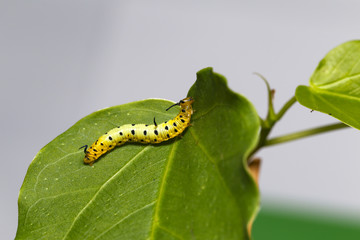Caterpillar of common maplet butterfly hanging on leaf of host plant