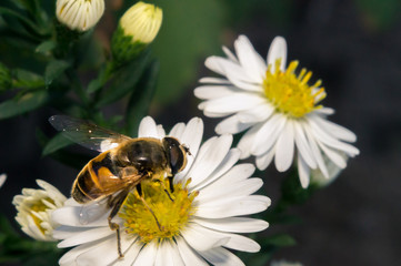blossom white flower with bee in the garden in springtime summer with sun shine