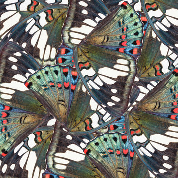 Seamless pattern made from colorful butterfly wing for background texture