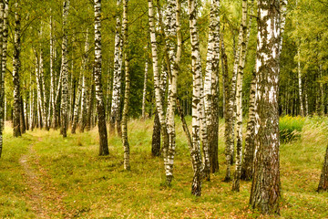 Grove of birch trees and dry grass in early autumn