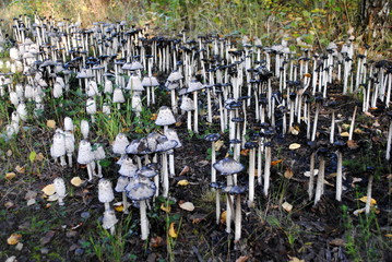 schwarz Färbung des Waldboden