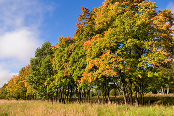 Beautiful landscape with magic autumn trees and fallen leaves (harmony, relaxation - concept)